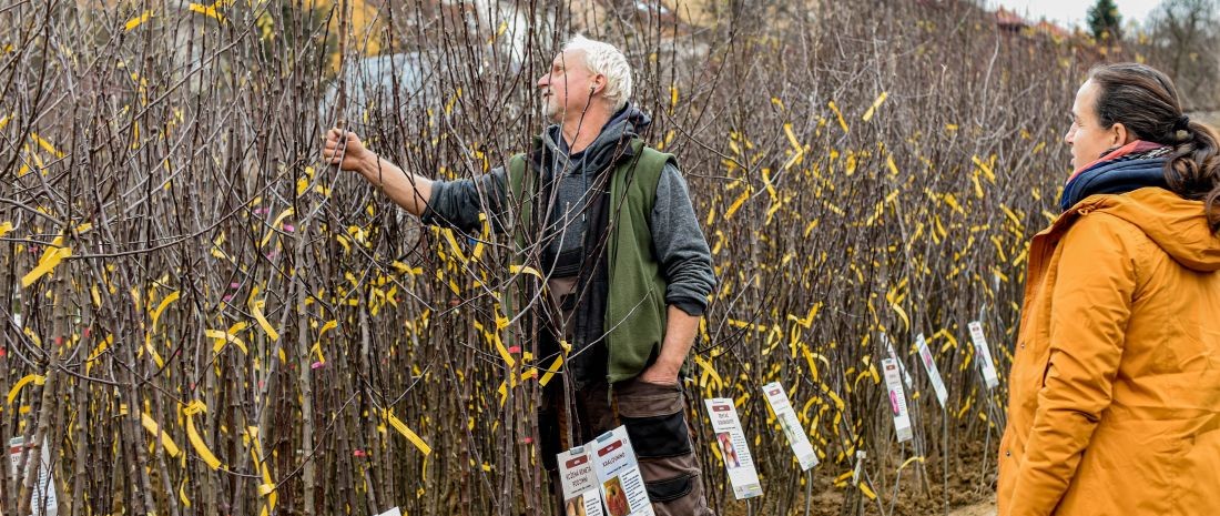 prodej stromku Bojkovice
